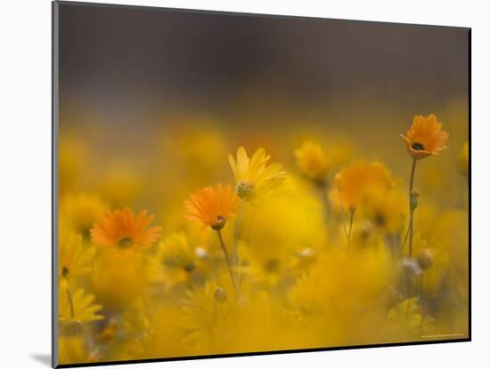 Daisies, Nieuwoudtville, Northern Cape, South Africa, Africa-Steve & Ann Toon-Mounted Photographic Print
