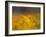 Daisies, Nieuwoudtville, Northern Cape, South Africa, Africa-Steve & Ann Toon-Framed Photographic Print