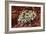 Daisies of the Desert-Michael Blanchette Photography-Framed Photographic Print