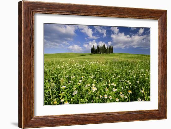 Daisies on Cypress Hill-Michael Blanchette-Framed Photographic Print