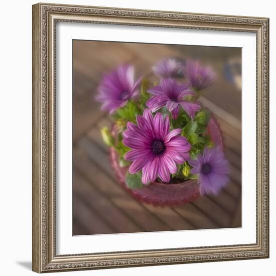 Daisies Planted in Pot-Arctic-Images-Framed Photographic Print