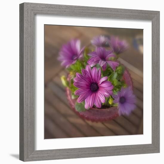 Daisies Planted in Pot-Arctic-Images-Framed Photographic Print