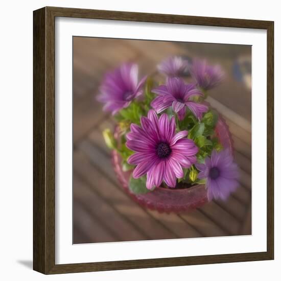 Daisies Planted in Pot-Arctic-Images-Framed Photographic Print