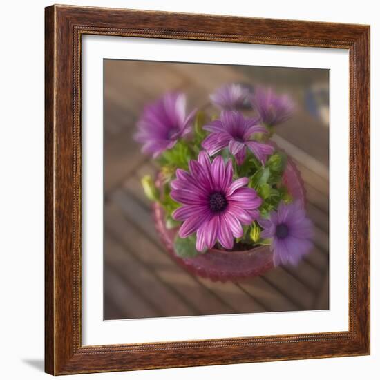 Daisies Planted in Pot-Arctic-Images-Framed Photographic Print