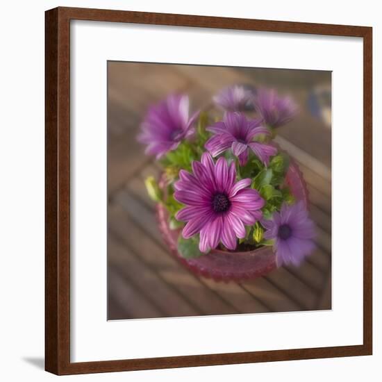 Daisies Planted in Pot-Arctic-Images-Framed Photographic Print