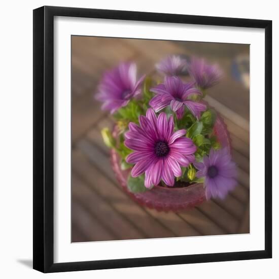 Daisies Planted in Pot-Arctic-Images-Framed Photographic Print