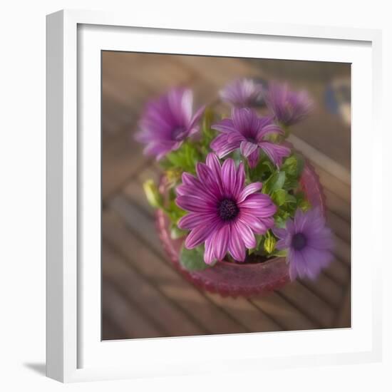 Daisies Planted in Pot-Arctic-Images-Framed Photographic Print