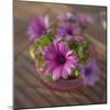 Daisies Planted in Pot-Arctic-Images-Mounted Photographic Print