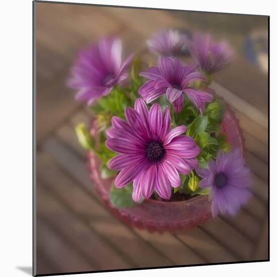 Daisies Planted in Pot-Arctic-Images-Mounted Photographic Print