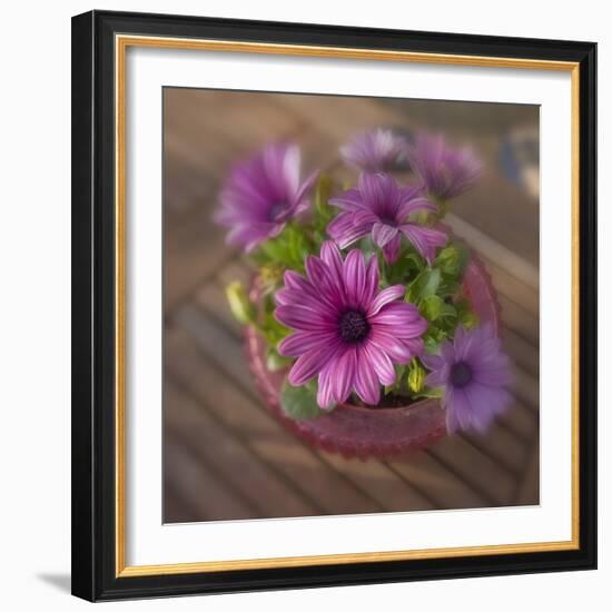 Daisies Planted in Pot-Arctic-Images-Framed Photographic Print