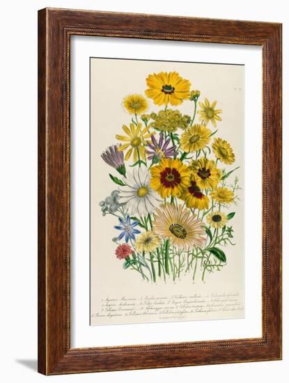 Daisies, Plate 31 from 'The Ladies' Flower Garden', Published 1842-Jane W. Loudon-Framed Giclee Print