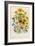 Daisies, Plate 31 from 'The Ladies' Flower Garden', Published 1842-Jane W. Loudon-Framed Giclee Print