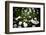 Daisies, United Kingdom, Europe-John Alexander-Framed Photographic Print