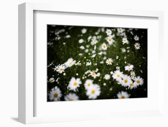 Daisies, United Kingdom, Europe-John Alexander-Framed Photographic Print