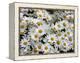 Daisies-null-Framed Premier Image Canvas