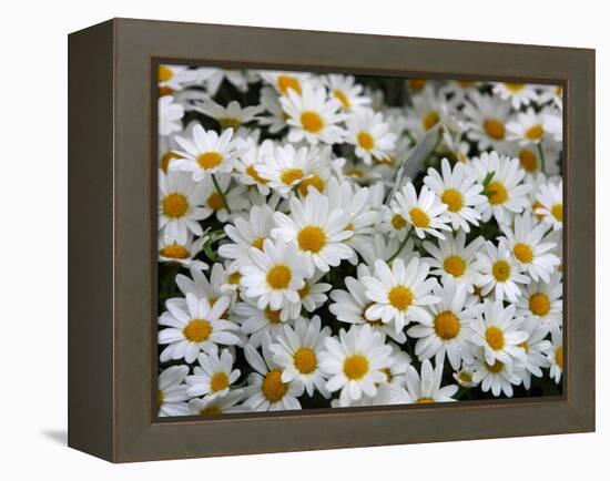 Daisies-null-Framed Premier Image Canvas