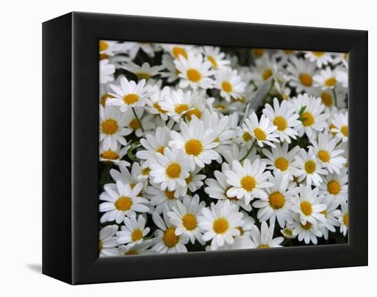 Daisies-null-Framed Premier Image Canvas