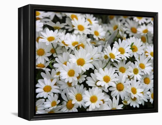 Daisies-null-Framed Premier Image Canvas