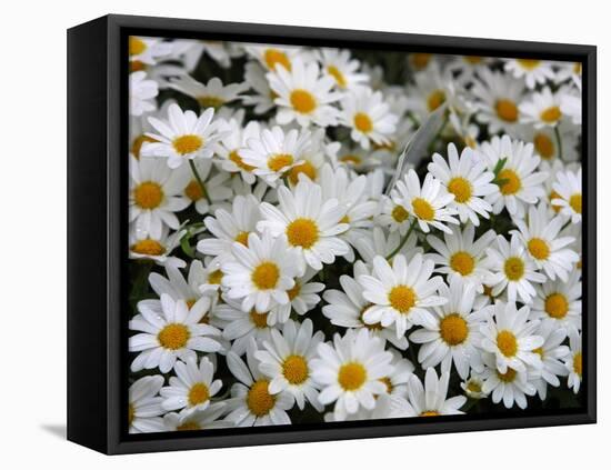 Daisies-null-Framed Premier Image Canvas