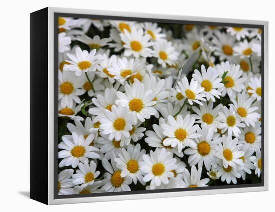 Daisies-null-Framed Premier Image Canvas