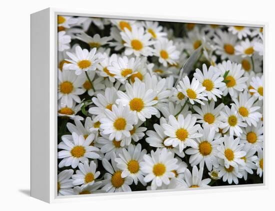 Daisies-null-Framed Premier Image Canvas