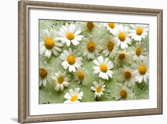 Daisies-Walter Cimbal-Framed Photographic Print