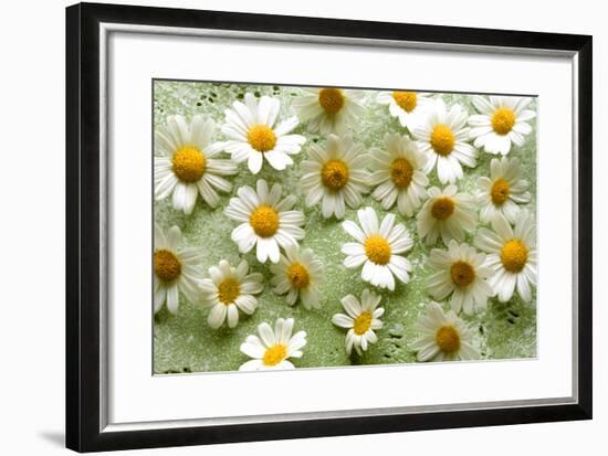 Daisies-Walter Cimbal-Framed Photographic Print