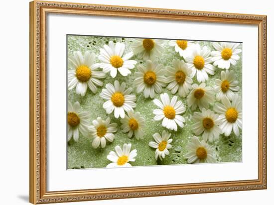 Daisies-Walter Cimbal-Framed Photographic Print