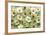 Daisies-Walter Cimbal-Framed Photographic Print