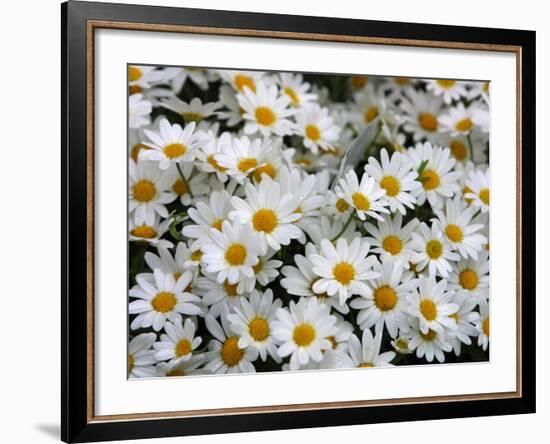 Daisies-null-Framed Photographic Print