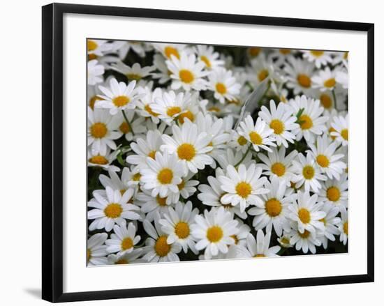 Daisies-null-Framed Photographic Print