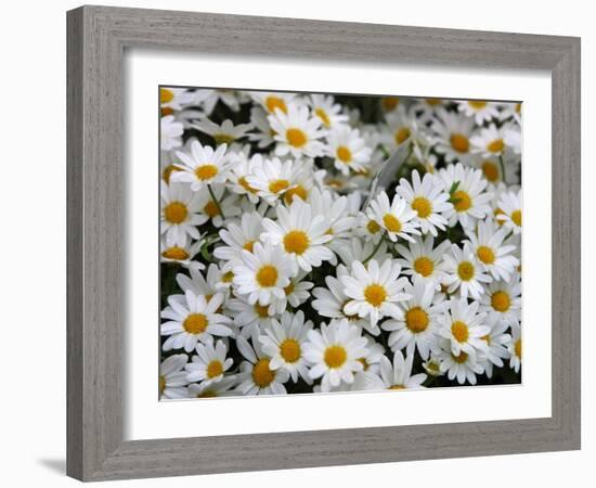 Daisies-null-Framed Photographic Print