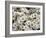 Daisies-null-Framed Photographic Print