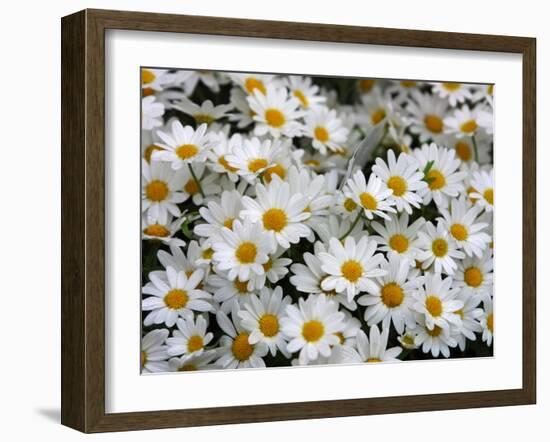 Daisies-null-Framed Photographic Print