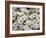 Daisies-null-Framed Photographic Print
