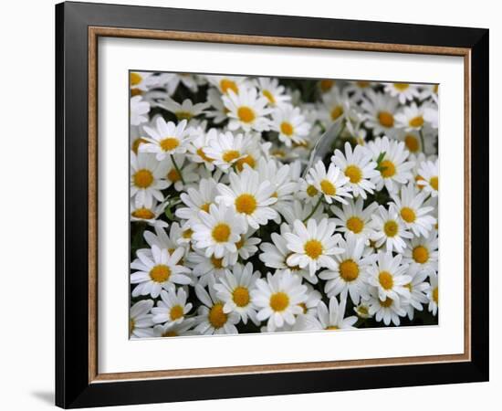 Daisies-null-Framed Photographic Print