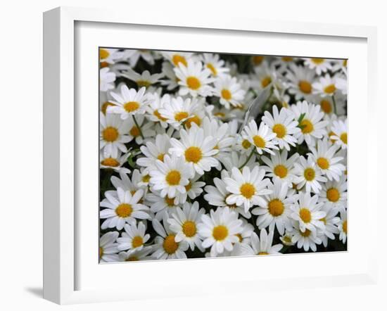 Daisies-null-Framed Photographic Print