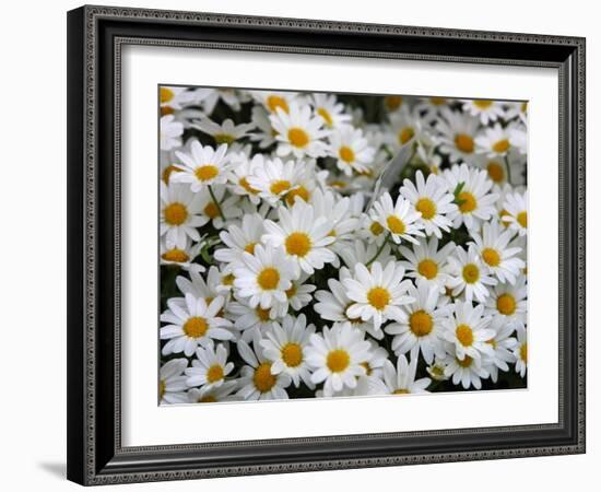 Daisies-null-Framed Photographic Print