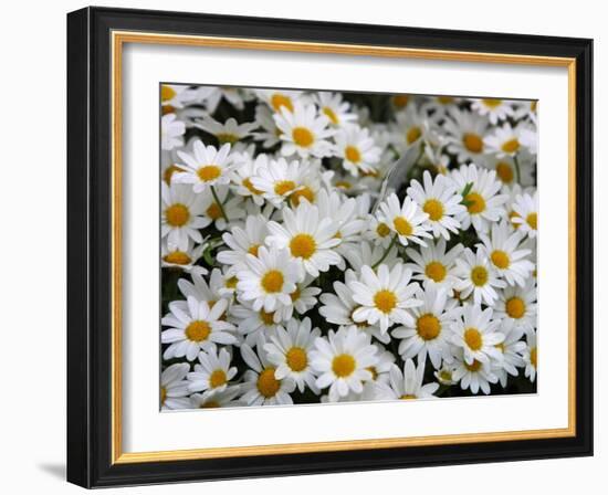 Daisies-null-Framed Photographic Print