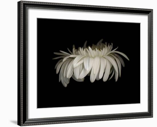 Daisy 10: White Gerbera Daisy-Doris Mitsch-Framed Photographic Print