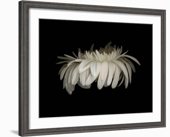 Daisy 10: White Gerbera Daisy-Doris Mitsch-Framed Photographic Print