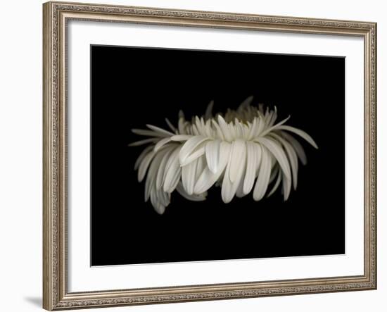 Daisy 10: White Gerbera Daisy-Doris Mitsch-Framed Photographic Print