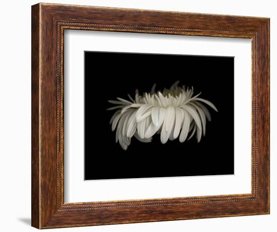 Daisy 10: White Gerbera Daisy-Doris Mitsch-Framed Photographic Print