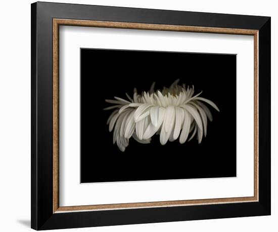 Daisy 10: White Gerbera Daisy-Doris Mitsch-Framed Photographic Print