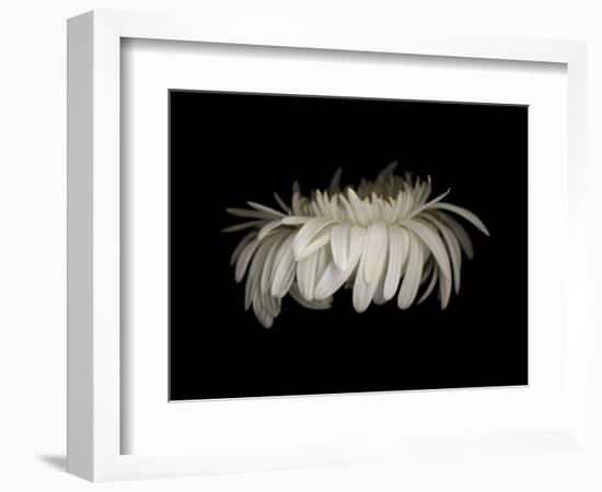 Daisy 10: White Gerbera Daisy-Doris Mitsch-Framed Photographic Print