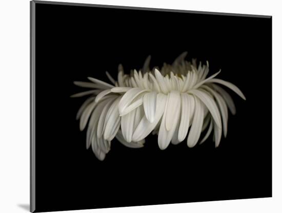 Daisy 10: White Gerbera Daisy-Doris Mitsch-Mounted Photographic Print