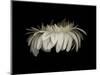 Daisy 10: White Gerbera Daisy-Doris Mitsch-Mounted Photographic Print