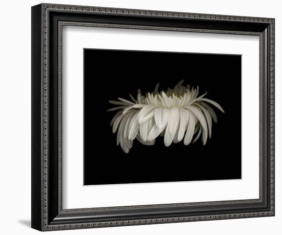 Daisy 10: White Gerbera Daisy-Doris Mitsch-Framed Photographic Print