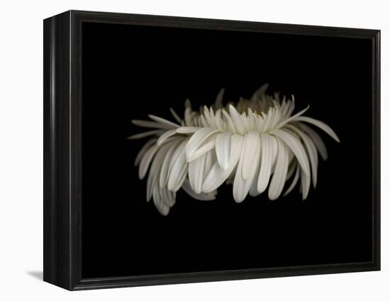 Daisy 10: White Gerbera Daisy-Doris Mitsch-Framed Premier Image Canvas