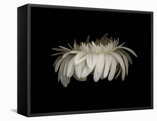 Daisy 10: White Gerbera Daisy-Doris Mitsch-Framed Premier Image Canvas